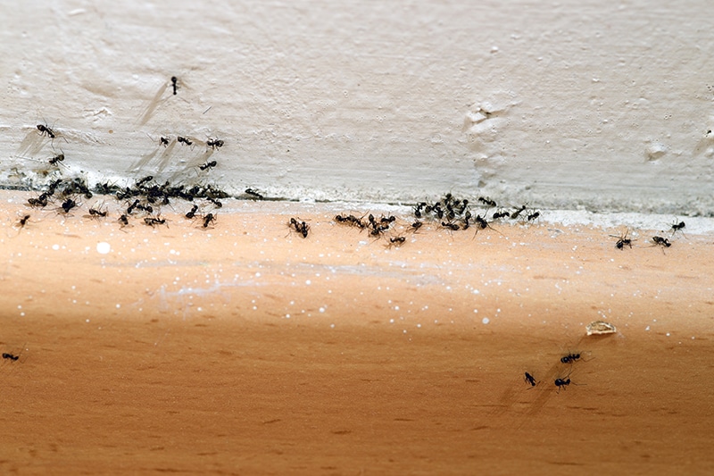 House ant colony elimination - Professional ant control